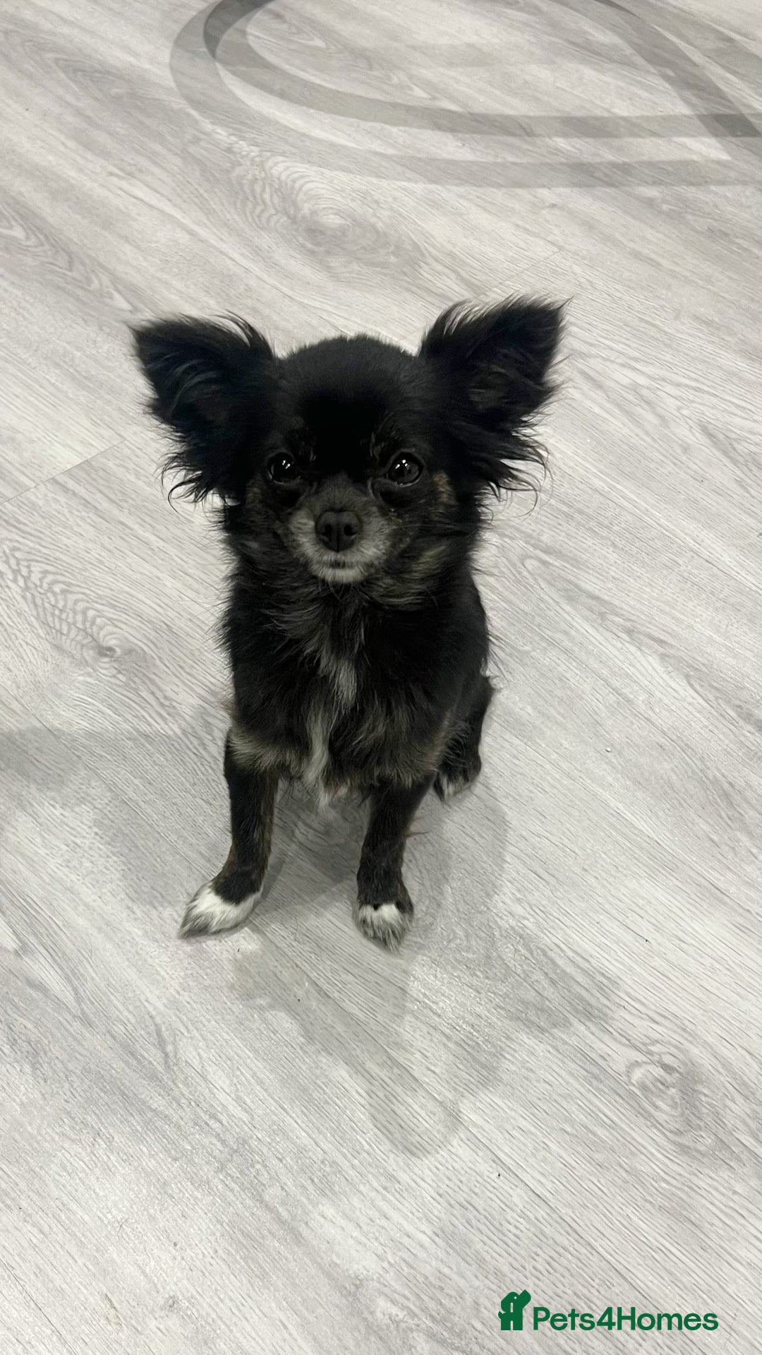 Chihuahua dogs for sale: Stunning Chihuahua Puppies ⭐️ - Advert 2