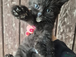 Mixed Breed cats - Advert 9