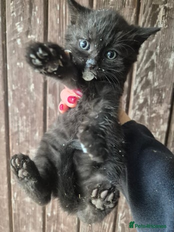 Mixed Breed cats - Advert 6