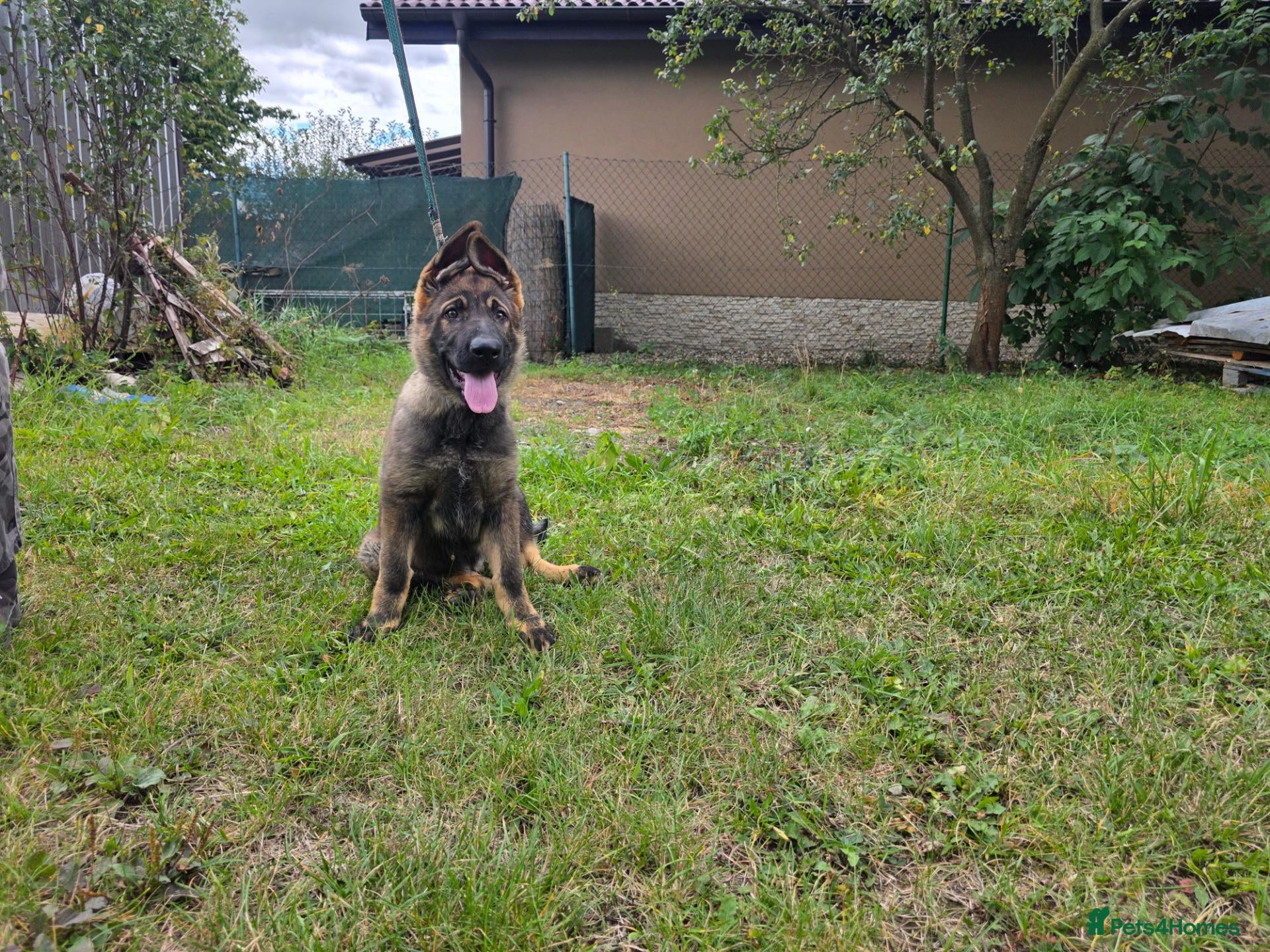 German Shepherd dogs German shepard - Advert 1