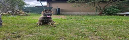 German Shepherd dogs for sale: German shepard in Glasgow - Advert 1