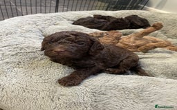 Cockapoo dogs for sale: Cockapoo puppies  - Image 6