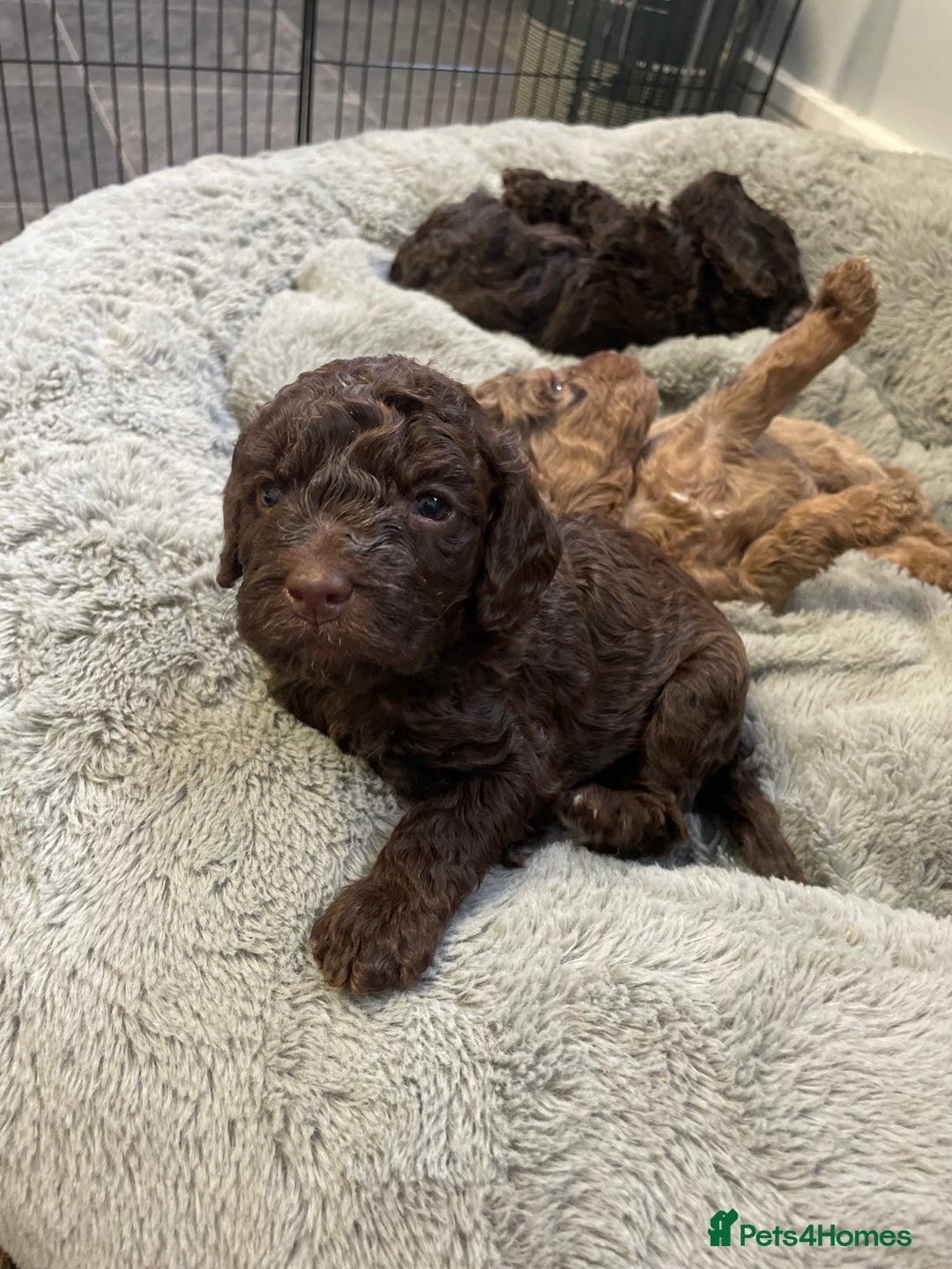 Cockapoo dogs for sale: Cockapoo puppies  - Image 6