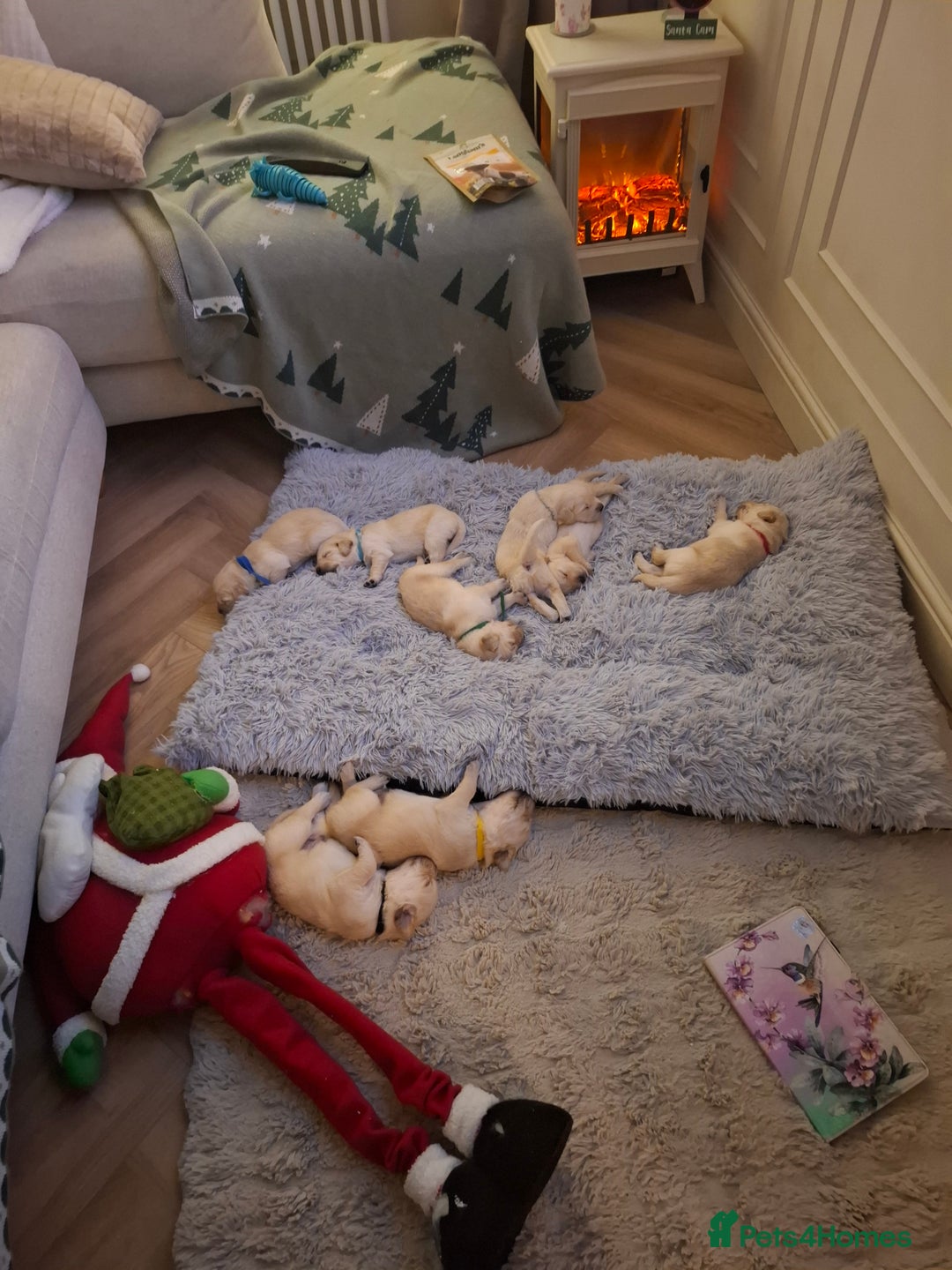 Golden Retriever dogs for sale: KC reg golden retriever puppies - Advert 26