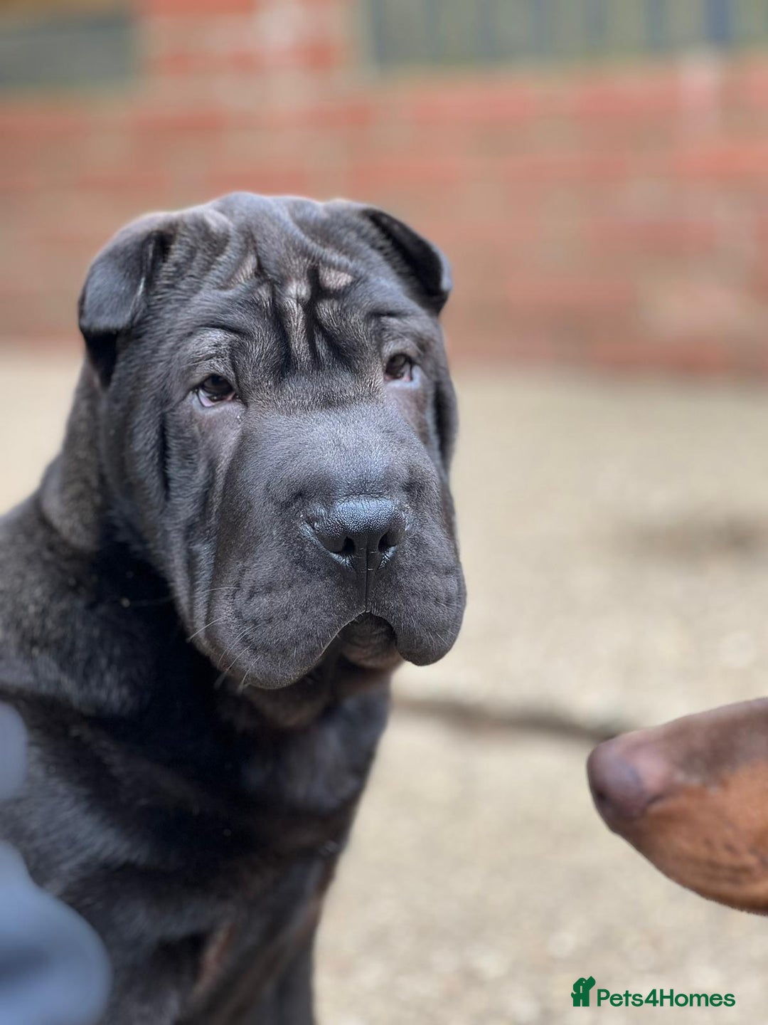 Mixed Breed dogs for sale: ChowPei Pups  - Advert 4