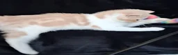 Persian cats for sale: Persian/exotic kittens - Advert 15