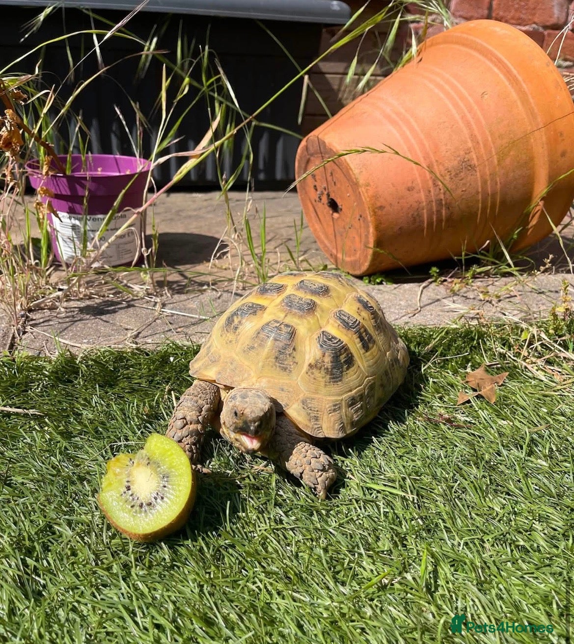 Hermann Tortoise reptiles Female Horsfield Tortoise  - Advert 11