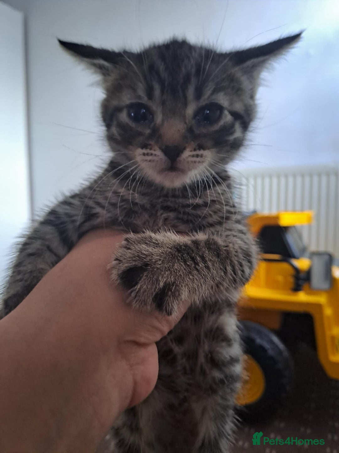 American Shorthair cats for sale: Kittens for sale in Derby - Image 2
