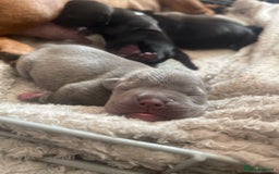 Mixed Breed dogs for sale: French Bulldog X Pocket Bullies for sale  - Image 4