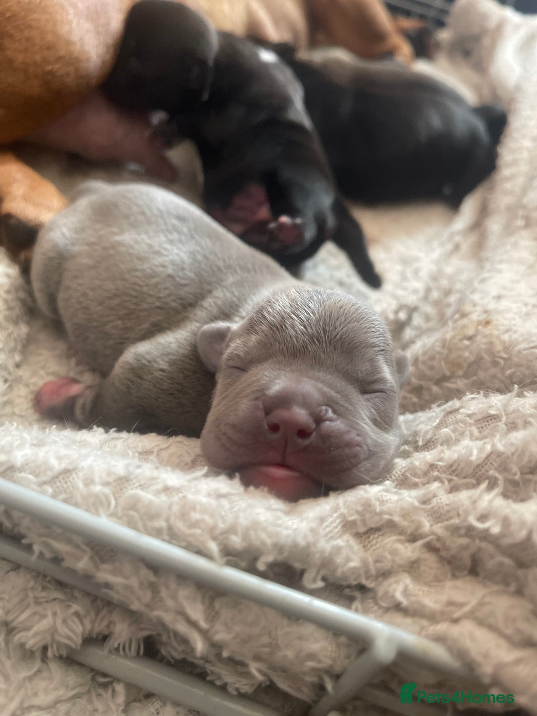 Mixed Breed dogs for sale: French Bulldog X Pocket Bullies for sale  - Image 4