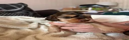 Cocker Spaniel dogs for sale: *DNA clear* Show type cocker spaniel puppies - Advert 17