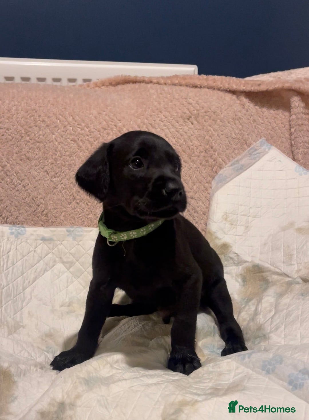 Labrador Retriever dogs for sale: 4 Boys Remaining 🐶  - Image 19