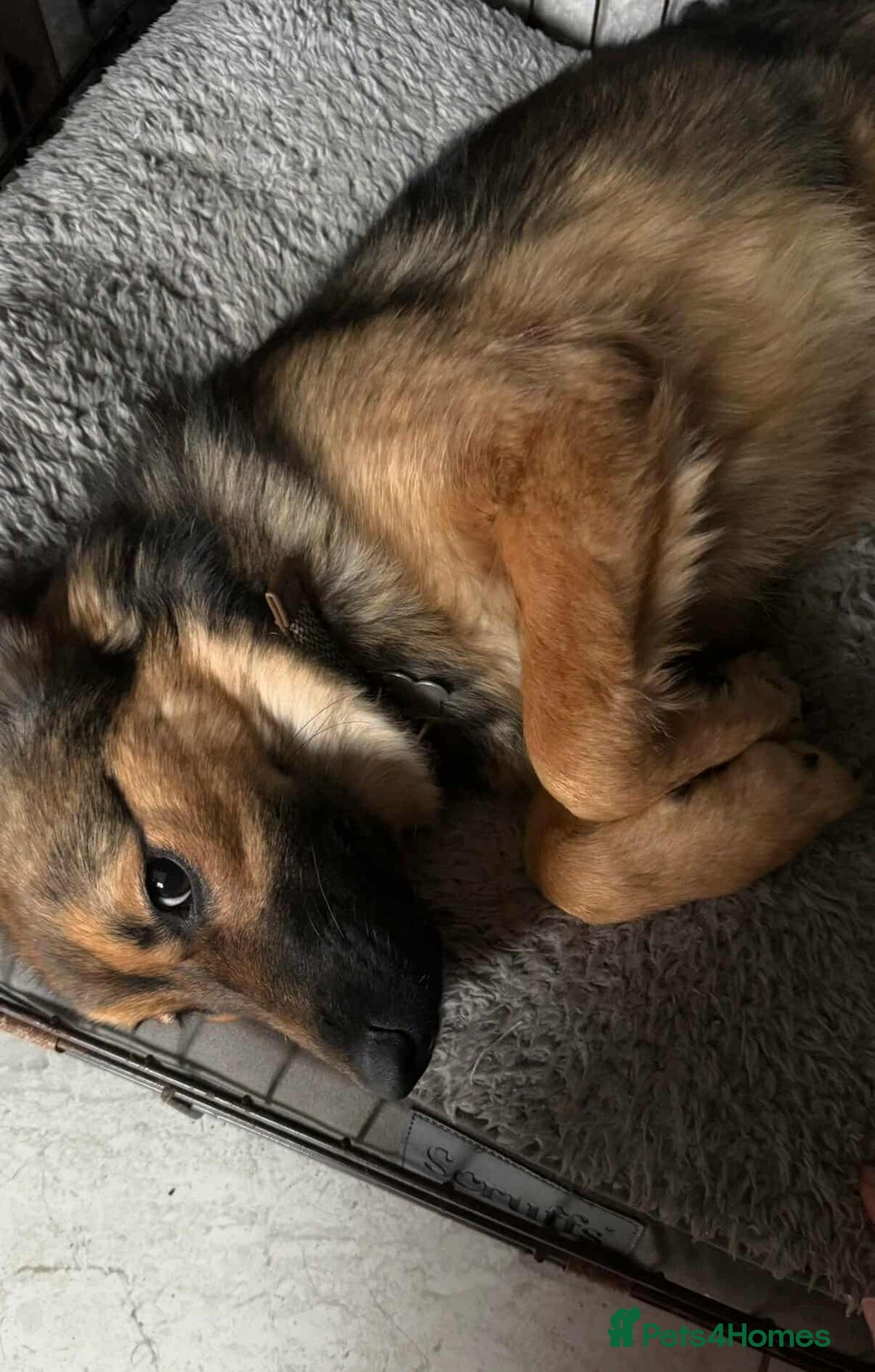 Mixed Breed dogs for adoption: BONNIE (Pup) - Advert 4