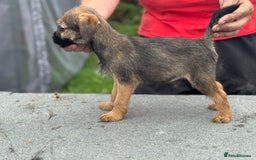 Border Terrier dogs for sale: TOP QUALITY BORDER TERRIER PUPPIES  - Image 4