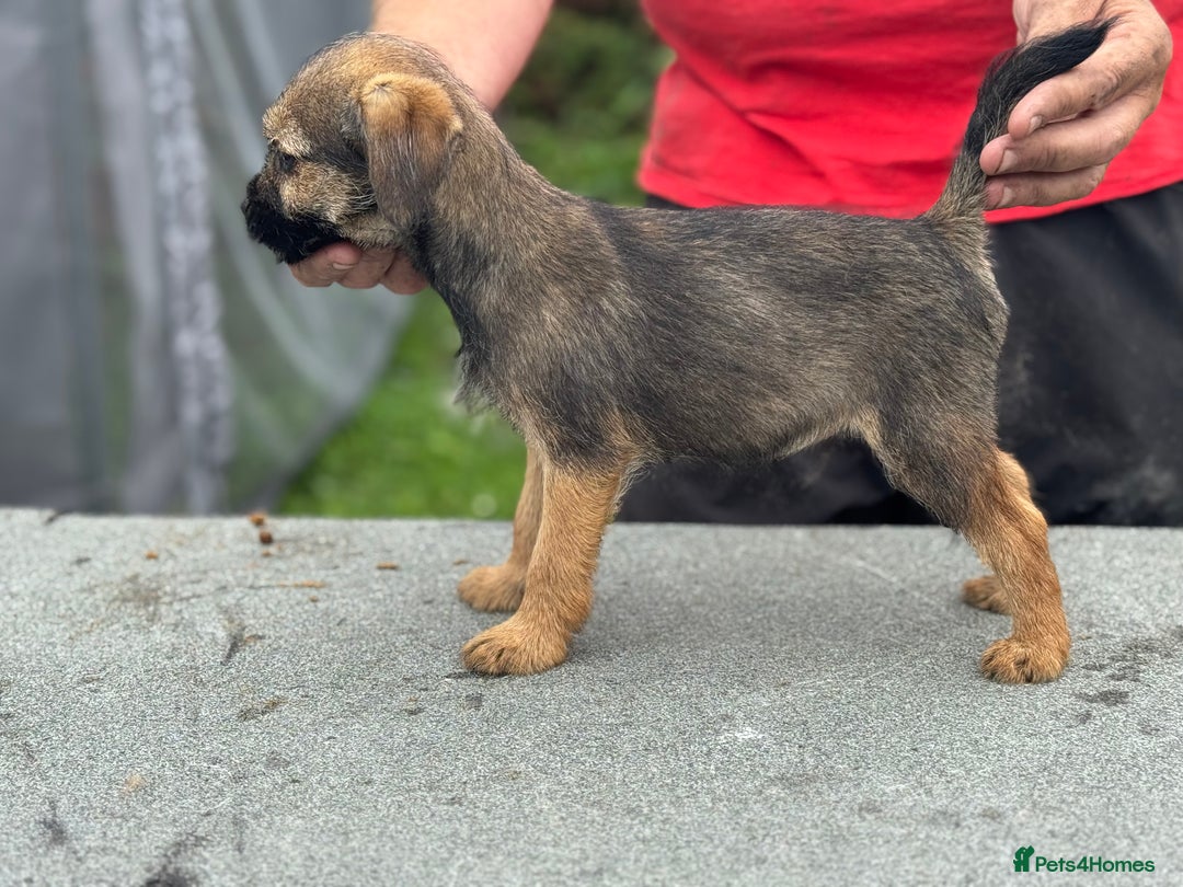 Border Terrier dogs for sale: TOP QUALITY BORDER TERRIER PUPPIES  - Image 4