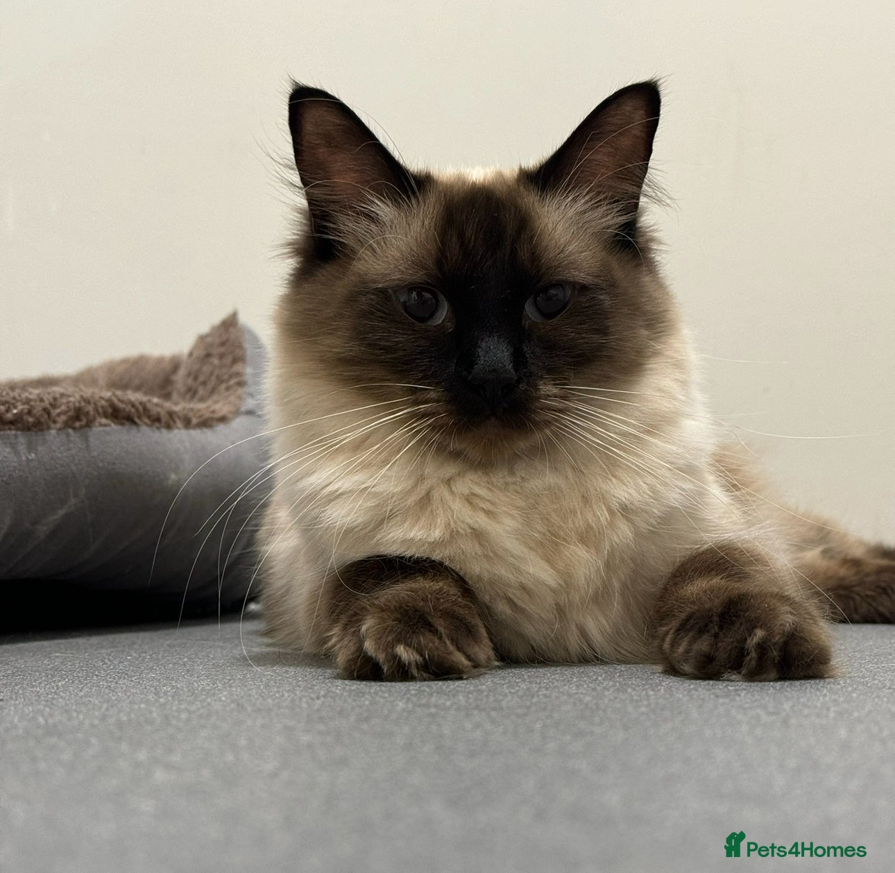 Ragdoll cats Winter the chocolate point ragdoll💜 - Advert 1