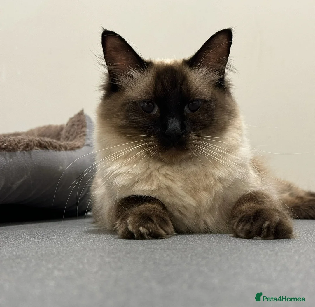 Ragdoll cats for sale: Winter the chocolate point ragdoll💜 - Advert 1