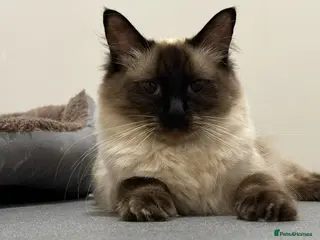 Ragdoll cats Winter the chocolate point ragdoll💜 - Advert 3