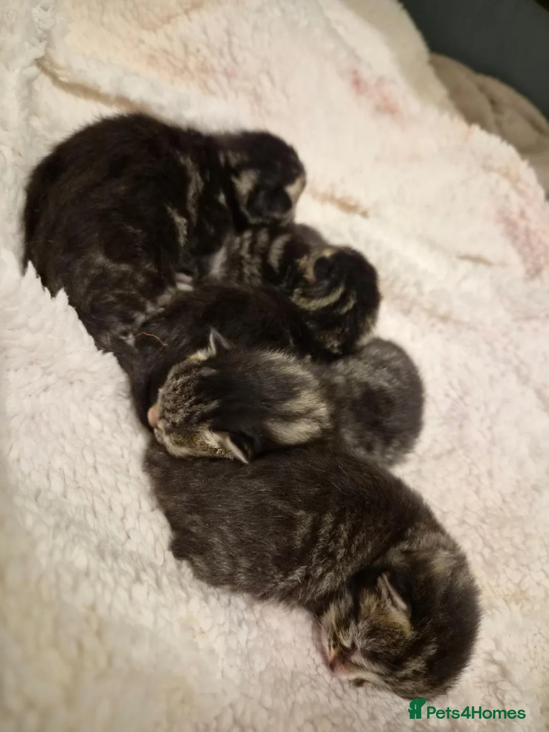 Mixed Breed cats for sale: Stunning tabby kittens  - Advert 20