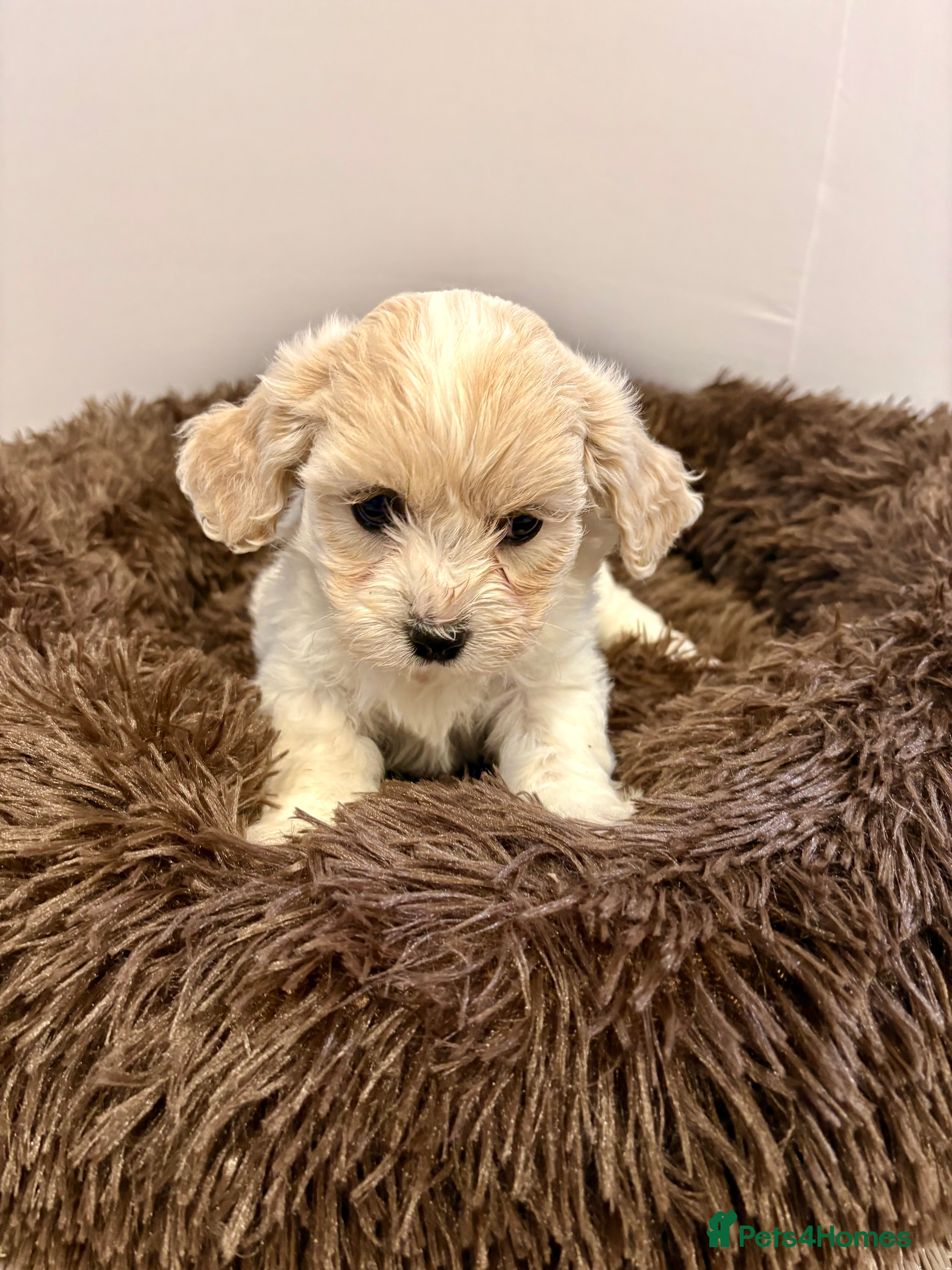 Cavachon dogs Cavachons - Advert 6