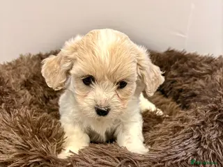 Cavachon dogs Cavachons - Advert 6