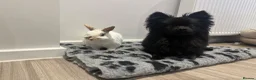 Pomeranian dogs for stud: STUD ONLY - Black Pom x Papillon  - Advert 2