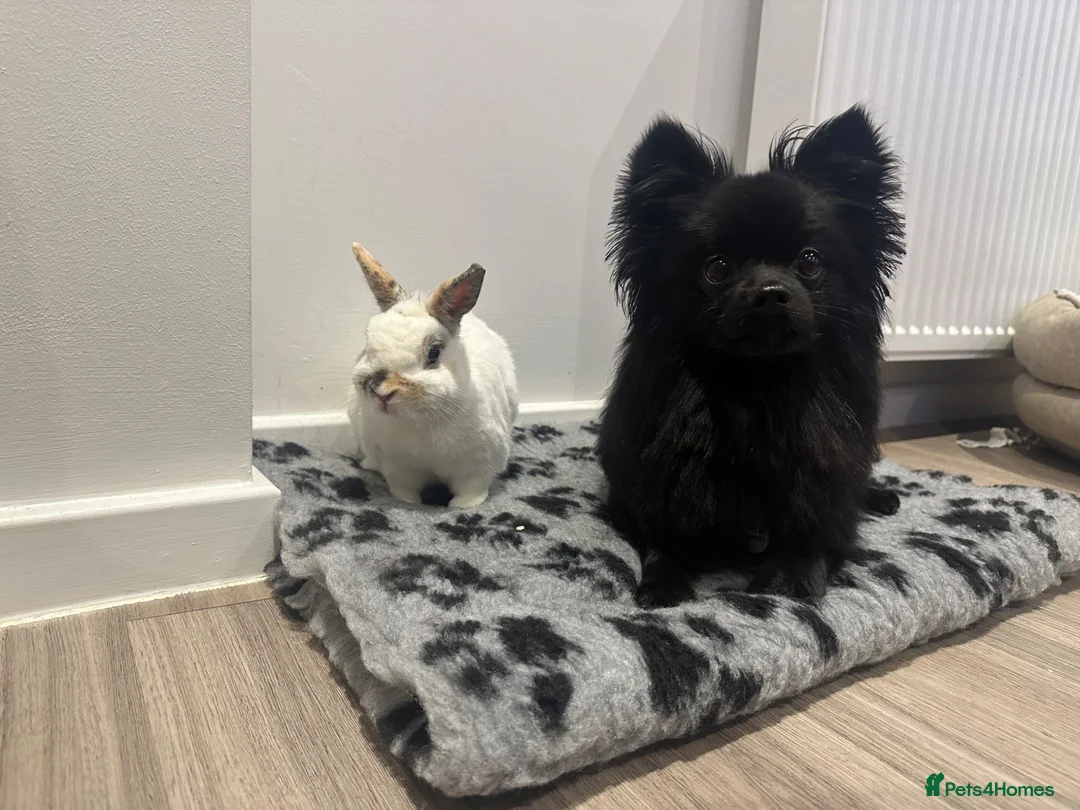 Pomeranian dogs for stud: STUD ONLY - Black Pom x Papillon  - Advert 2