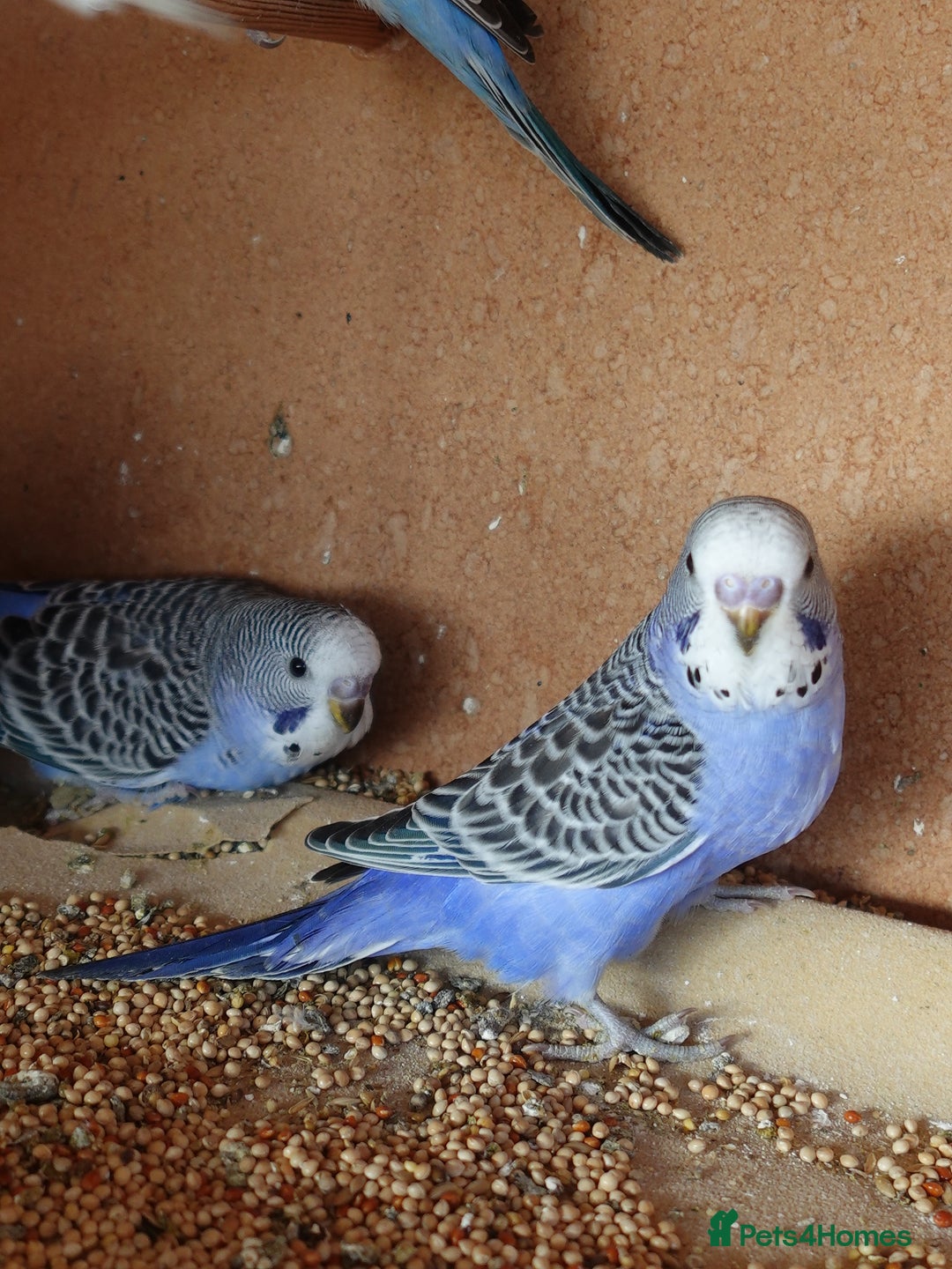 Budgerigars birds for sale: Budgerigars For sale 3 x Violet & 1 x Blue - Advert 6