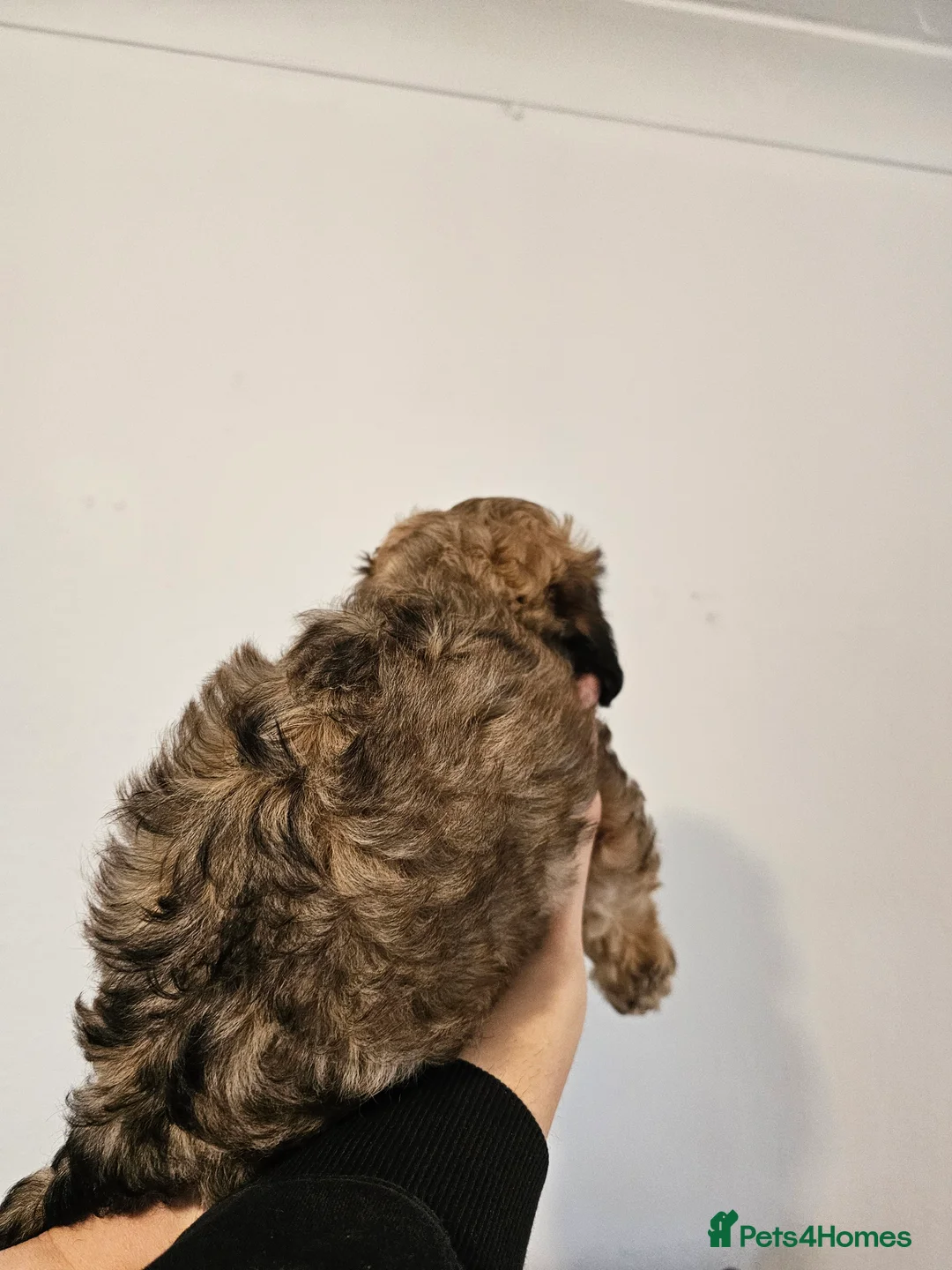 Shihpoo dogs for sale: Beautiful 3rd Generation Shihpoos  - Advert 5