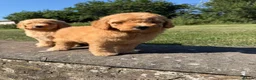 Mini Goldendoodle dogs for sale: Ready to leave Mini Goldendoodles - Advert 16