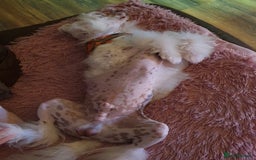 Chinese Crested dogs for stud: Mr stanley STUD ONLY KC REGISTERED  in Swindon - Image 9