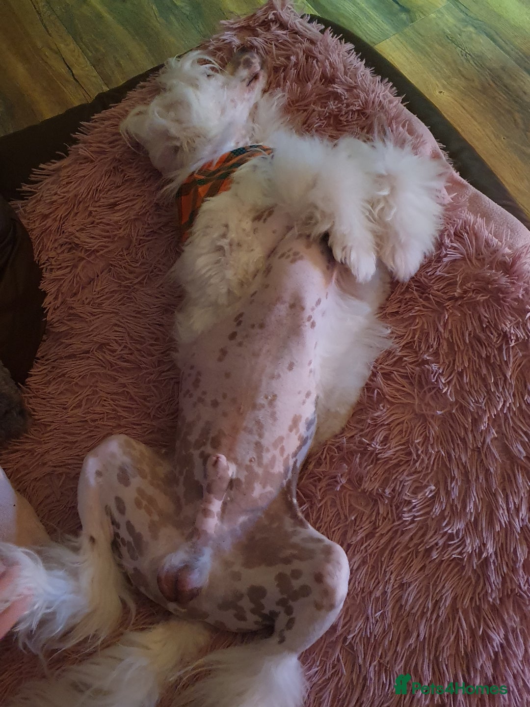 Chinese Crested dogs for stud: Mr stanley STUD ONLY KC REGISTERED  in Swindon - Image 9