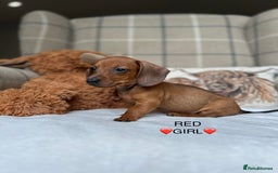 Miniature Dachshund dogs for sale: ❤️MINIATURE DACHSHUNDS❤️ - Image 18
