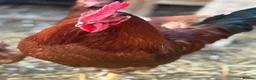 Chickens poultry for sale: Cockerels for rehoming  in Dudley - Advert 4