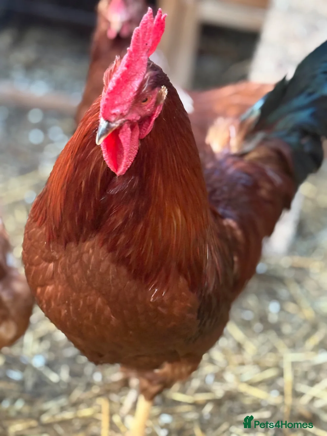 Chickens poultry for sale: Cockerels for rehoming  in Dudley - Advert 4