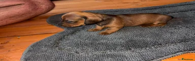 Miniature Dachshund 3