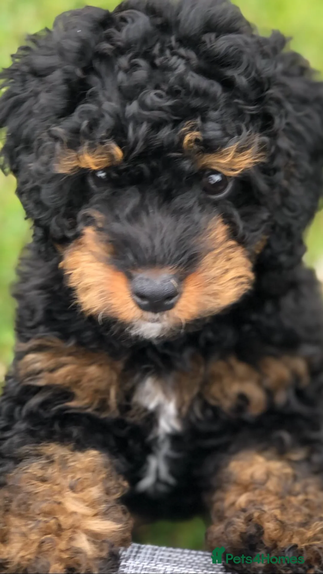 Toy Poodle dogs for stud: Proven Toy Poodle For Stud in Canterbury - Advert 13