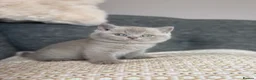 British Shorthair cats for sale: British Shorthair Boy - Advert 21
