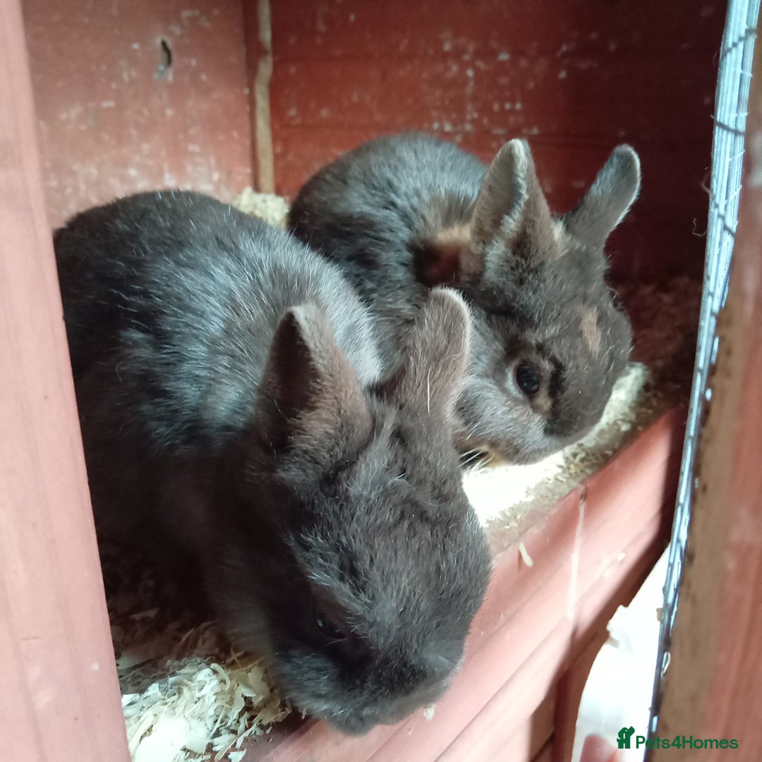 Netherland Dwarf rabbits for sale: Netherland dwarf rabbits - Image 4