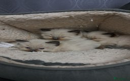 Ragdoll cats for sale: Ragdoll babies very affectionate  - Image 7
