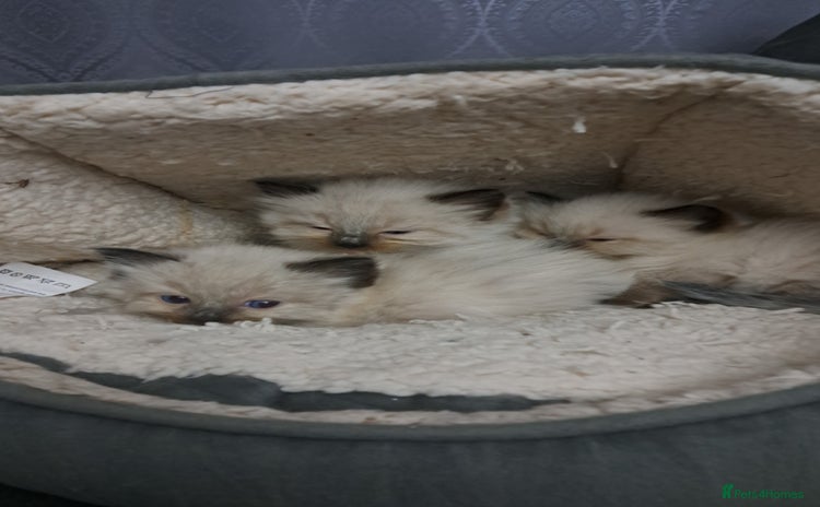 Ragdoll cats for sale - Advert 1