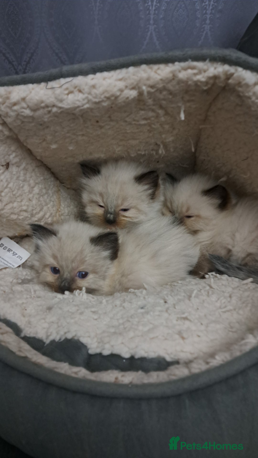 Ragdoll cats for sale: Ragdoll babies very affectionate  - Image 7