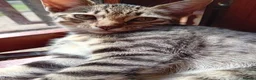 Bengal cats for sale: 🧡 Kitten Seeking One Well-Trained Human... 🐾 - Advert 7