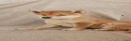 Japanese Shiba Inu dogs for sale: Japanese Shiba Inu  - Advert 2