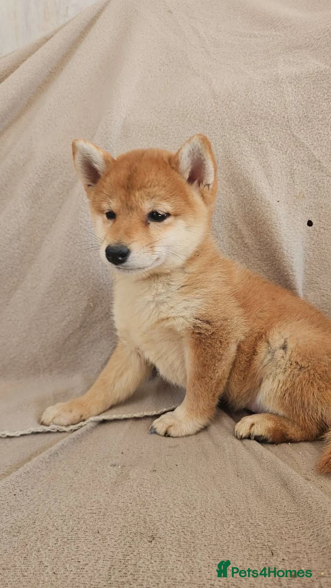Japanese Shiba Inu dogs for sale: Japanese Shiba Inu  - Advert 2