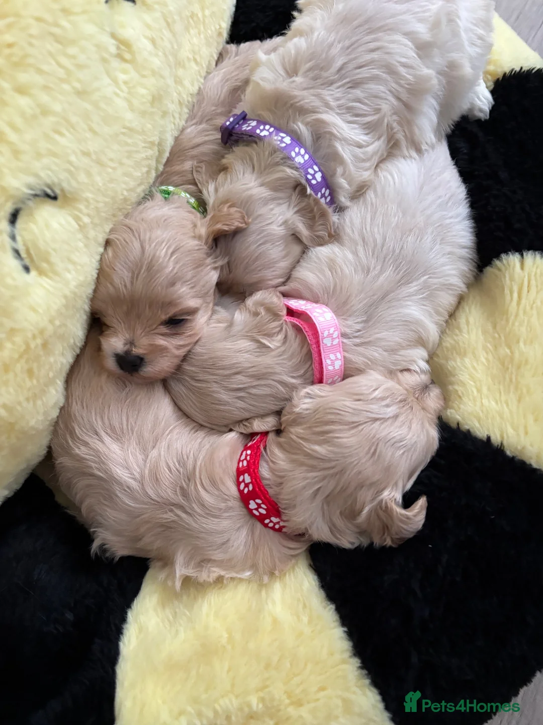 Maltipoo dogs for sale: Maltipoo in Belfast - Advert 12