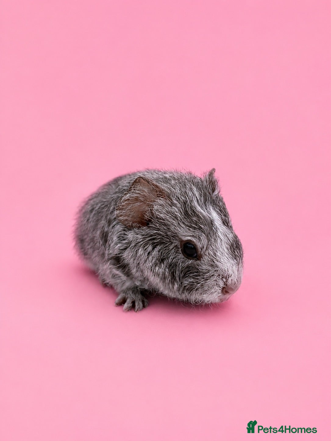 Guinea Pig rodents Beautiful baby guinea pigs  - Advert 1