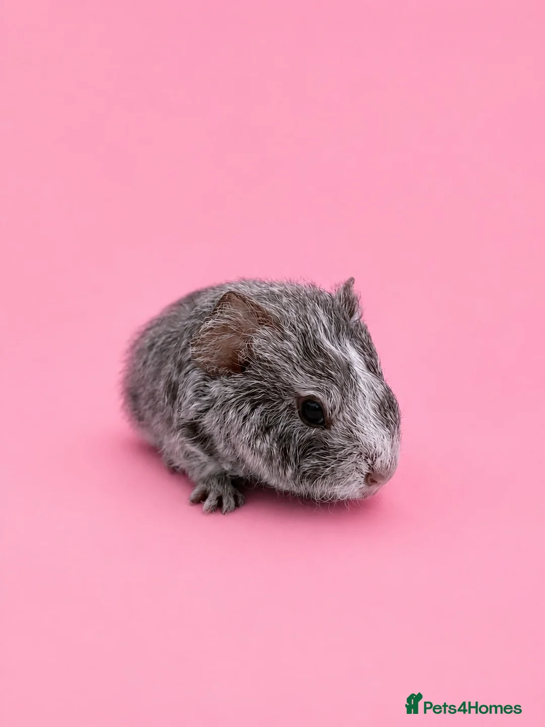 Guinea Pig rodents for sale: Beautiful baby guinea pigs  - Advert 1