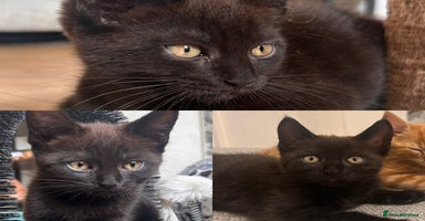 Maine Coon cats - Advert 3