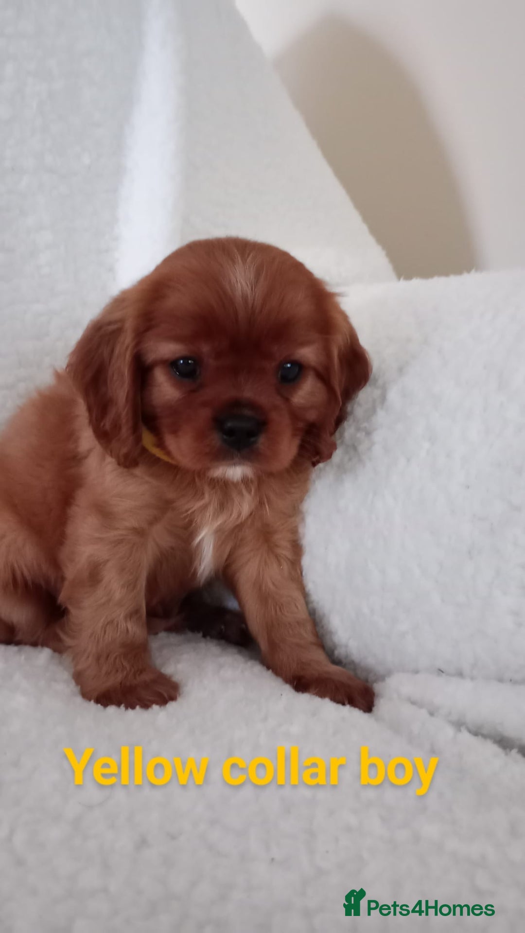 Cavalier King Charles Spaniel dogs for stud: Merlesque 5⭐️ cavalier stud DNA/Heart/Eye tests in Birmingham - Advert 19